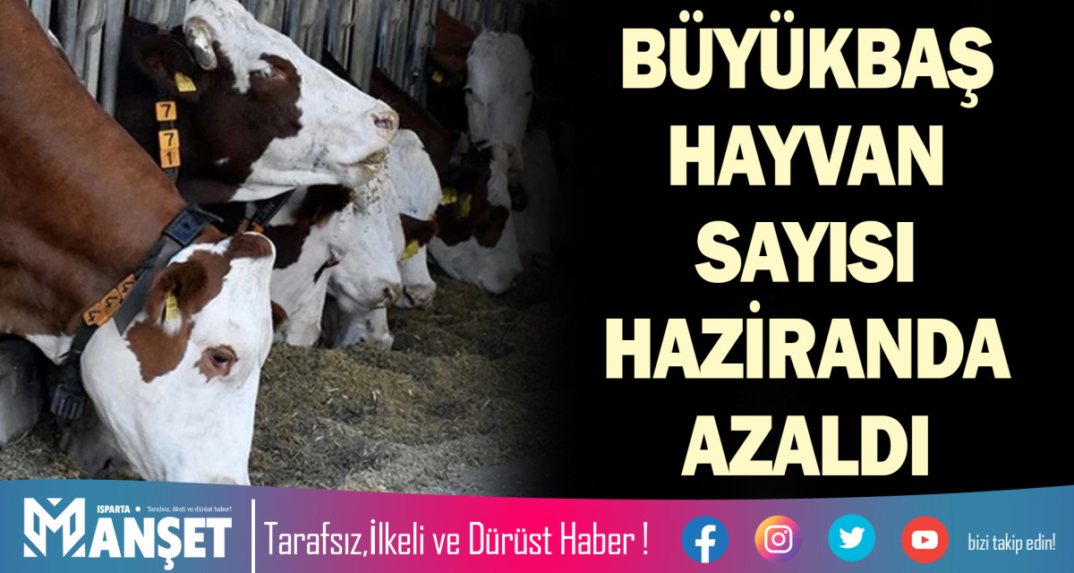 BÜYÜKBAŞ HAYVAN SAYISI HAZİRANDA AZALDI