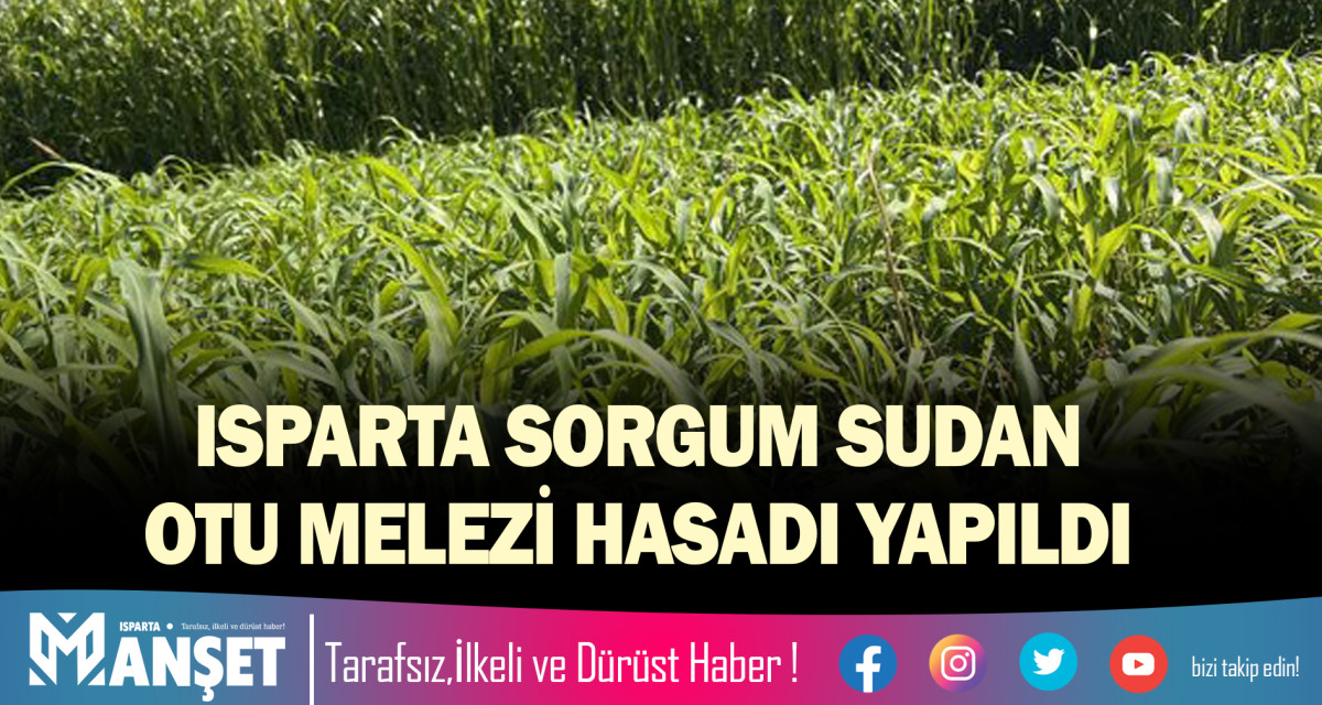 ISPARTA SORGUM SUDAN OTU MELEZİ HASADI YAPILDI