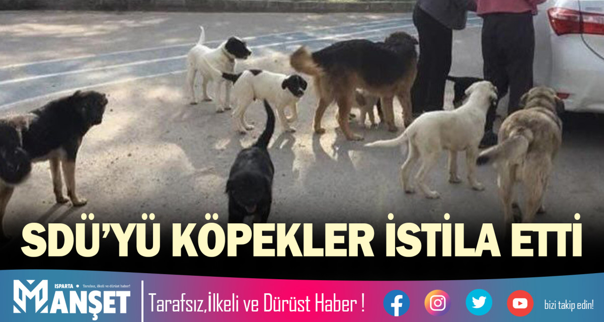 SDÜ’YÜ KÖPEKLER İSTİLA ETTİ