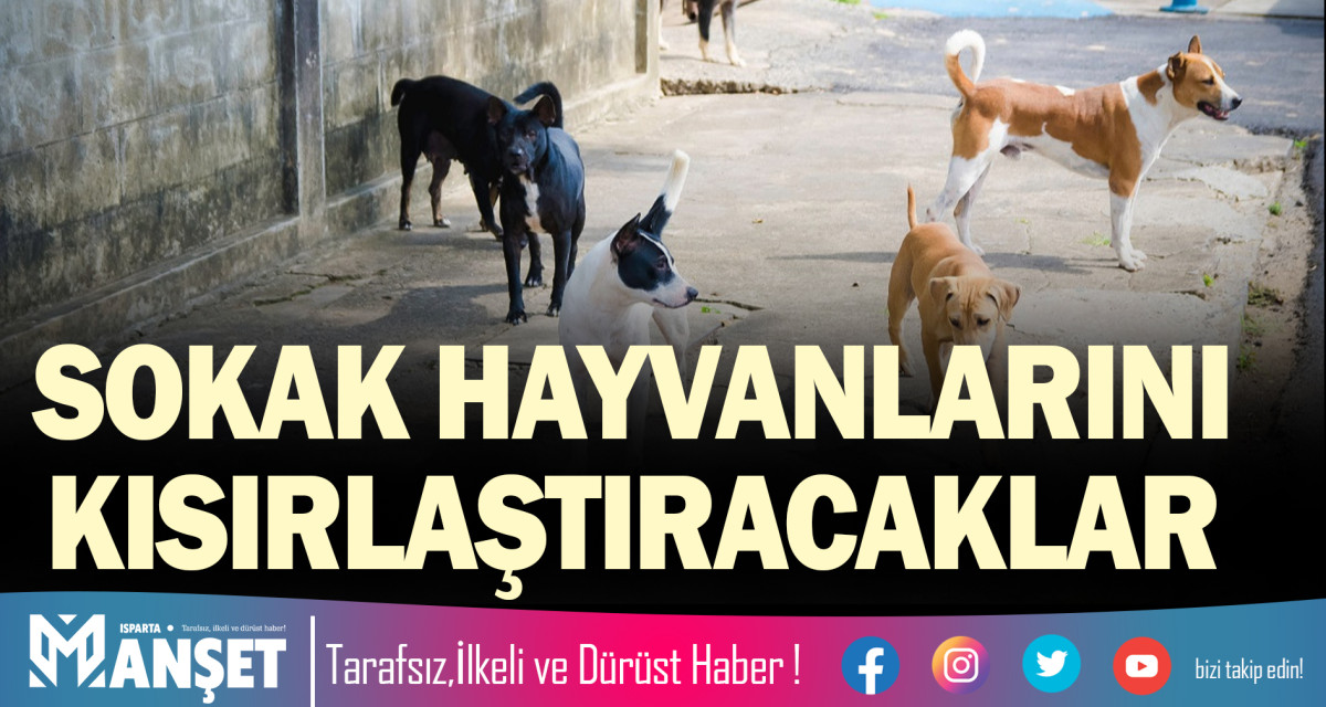 SOKAK HAYVANLARINI KISIRLAŞTIRACAKLAR